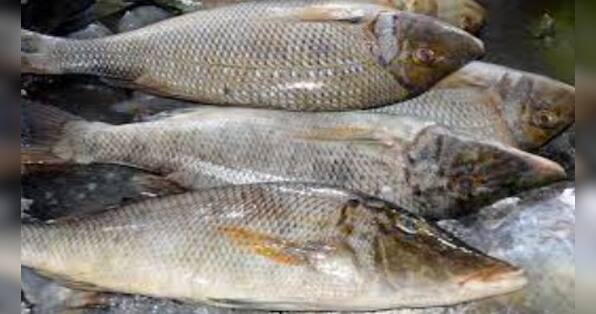 Luck by Chance: How a fisherman in Pakistan became an overnight millionaire