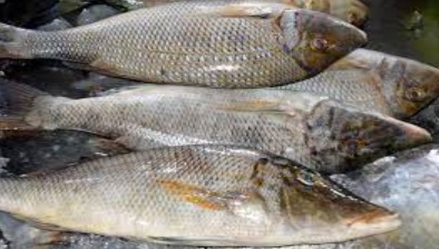 Luck by Chance: How a fisherman in Pakistan became an overnight millionaire Luck by Chance: How a fisherman in Pakistan became an overnight millionaire