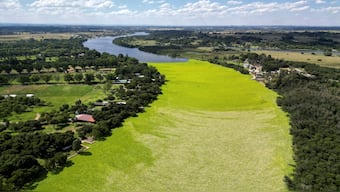 A drone view shows a 'mat' of water lettuce covering the Vaal River, West of Sasolburg, South Africa. REUTERS/Shiraaz Mohamed